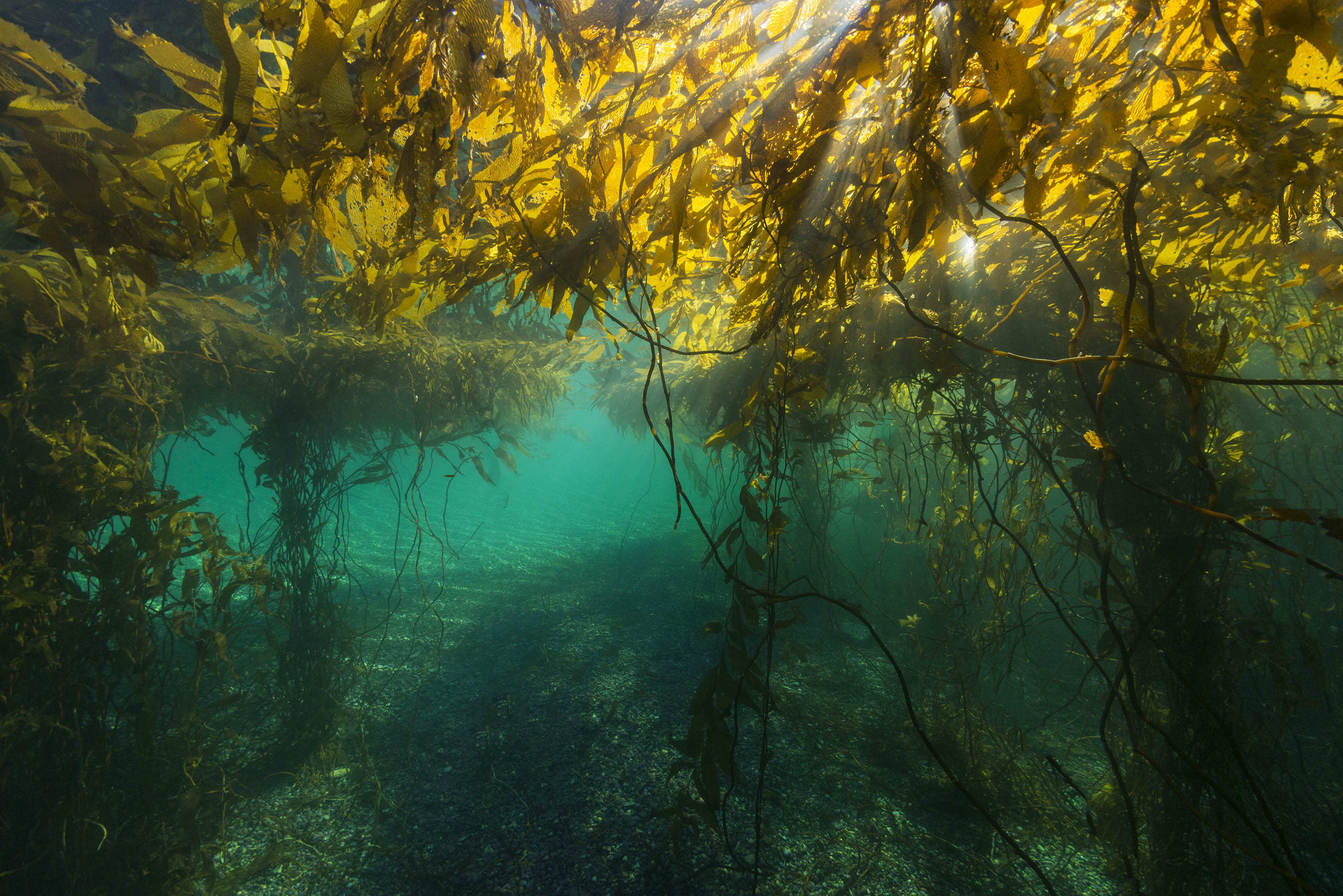 Los bosques de alga parda encuentran condiciones especiales en la Patagonia. Foto: Eduardo Sorensen